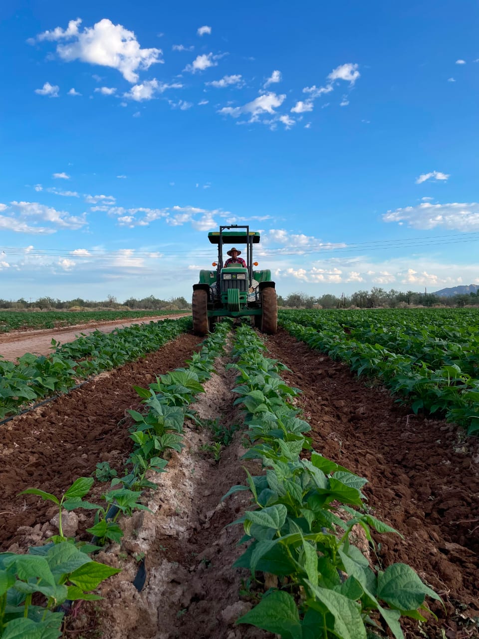 Cultivos de campo